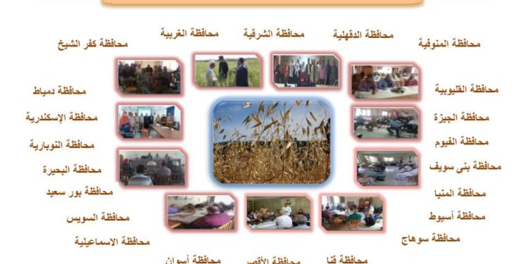 "المركزي لبحوث الحشائش" ينظم برنامجا تدريبيا لمكافحة حشيشة الزمير فى القمح فى 22 محافظة 1 المركزي لبحوث الحشائش