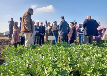 المحاصيل الشتوية