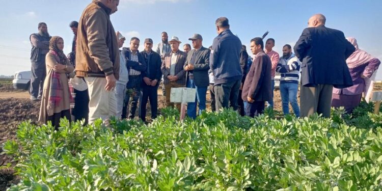 الزراعة تتابع حالة المحاصيل الشتوية بمحطة سخا للبحوث الزراعية 1 المحاصيل الشتوية