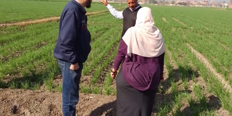 زراعة الفيوم تواصل جولاتها للاطمئنان على محصول القمح 1 القمح