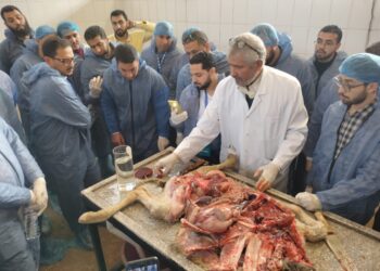 العجول الرضيعة