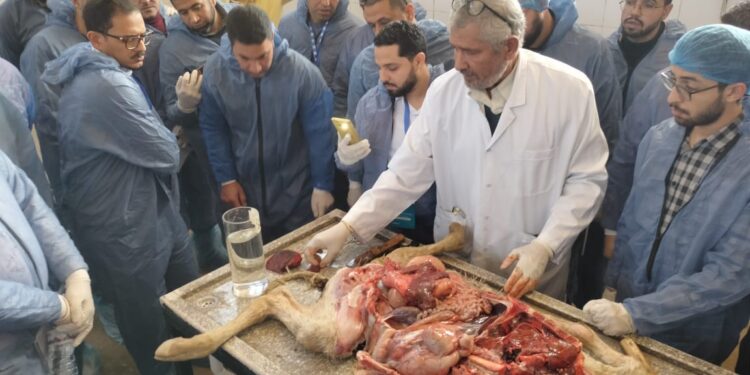 العجول الرضيعة.. "التناسليات الحيوانية" يختتم ورشته التدريبية حول "الأمراض التنفسية" 1 العجول الرضيعة