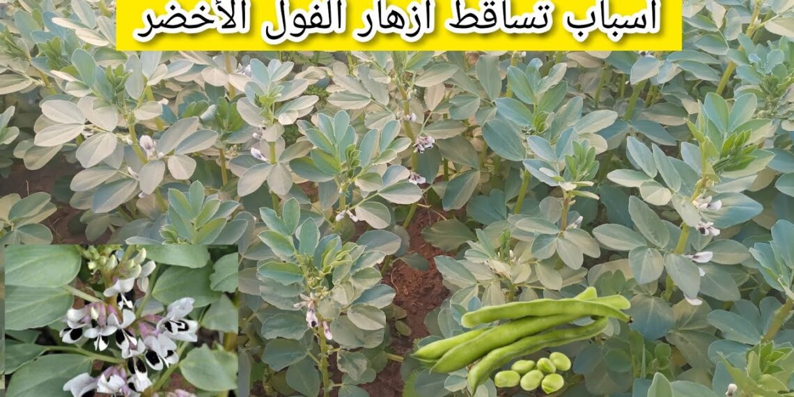 تنفيل الفول.. الدكتور محمد فهيم يوضح 10 أسباب لهذه الظاهرة وطرق العلاج 1 تنفيل الفول