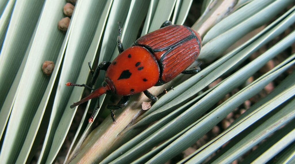 آفات التمور