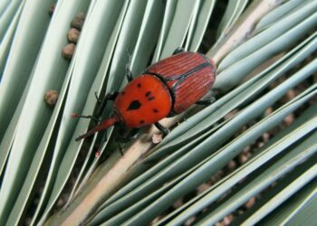 آفات التمور