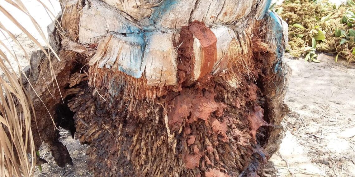 آفات النخيل والتمور.. خطط وبرامج المكافحة من "الألف" إلى "الياء" 1 آفات النخيل والتمور