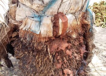 آفات النخيل والتمور