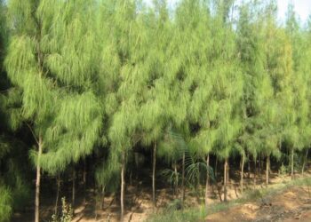 أشجار الكازوارينا