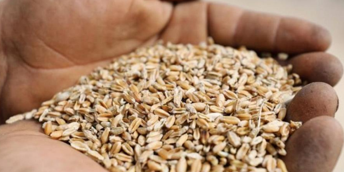 إنبات بذور القمح