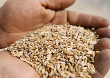 إنبات بذور القمح