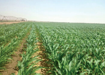 أعلاف الدواجن