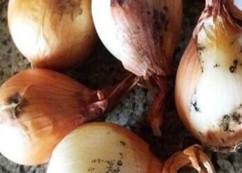 أمراض البصل