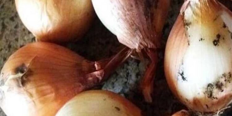أمراض البصل.. أفضل المُركبات للقضاء على "الحنبوط" و"الأعفان" 1 أمراض البصل
