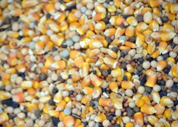 أزمة الأعلاف