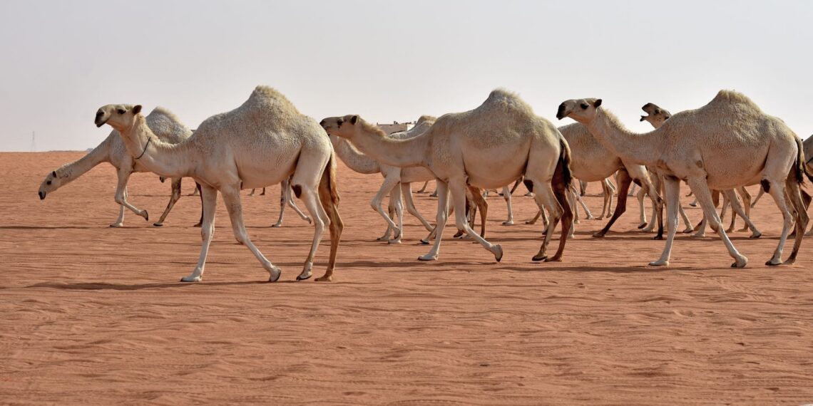 الإبل .. 4 أسباب تجعلها أحد الوسائل الاقتصادية لتوفير البروتين الحيواني 1 الإبل
