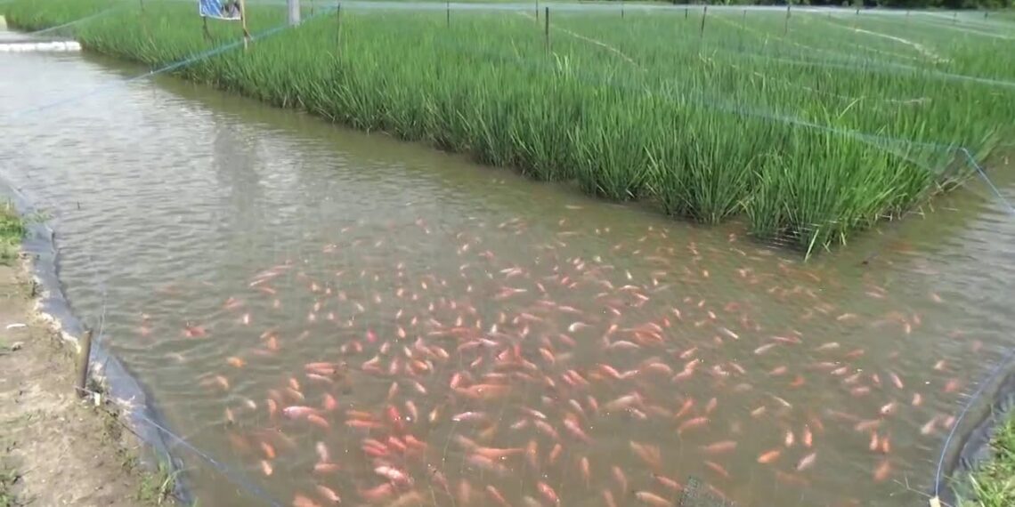 الاستزراع السمكي وسبل الاستفادة من البحث العلمي والطاقة المتجددة لمضاعفة الإنتاجية 1 حماية وتنمية البحيرات