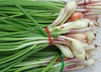 البصل الأخضر