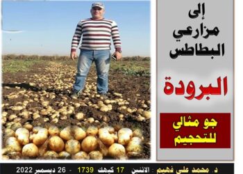 التحجيم في البطاطس الشتوية