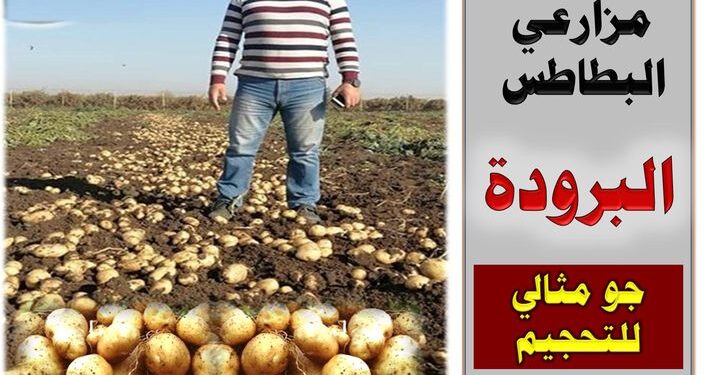 التحجيم في البطاطس الشتوية .. مستشار وزير الزراعة يقدم 5 نصائح هامة 1 التحجيم في البطاطس الشتوية
