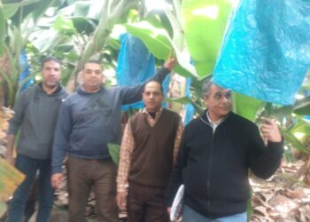 التورد في الموز