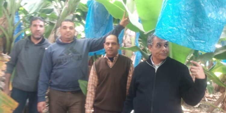 التورد في الموز