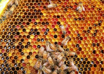 التغذية البروتينية