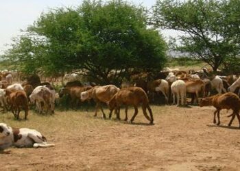 الثروة الحيوانية