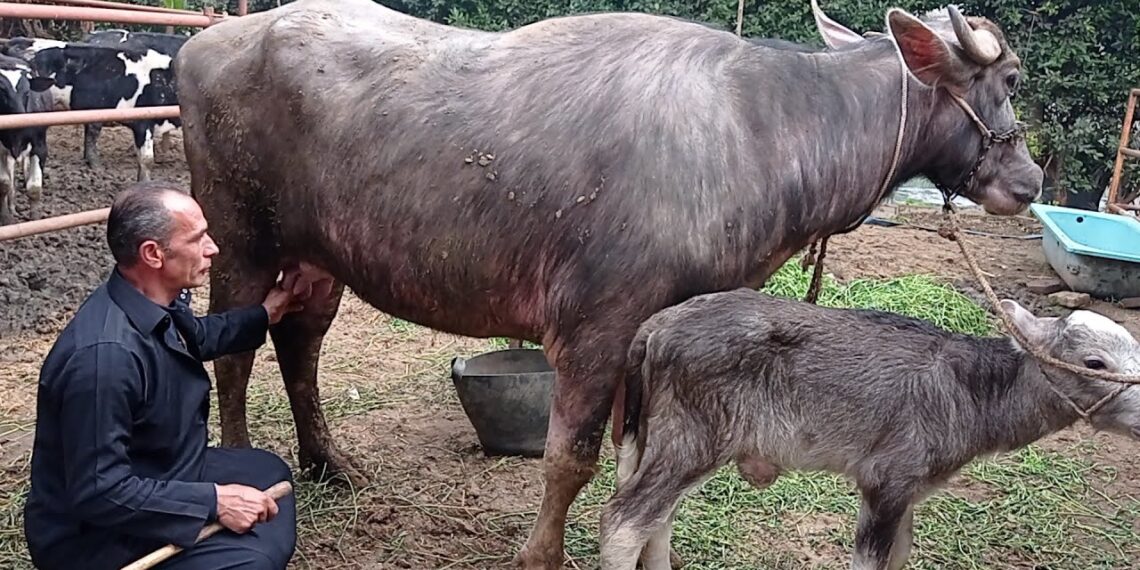 الجاموس المصري