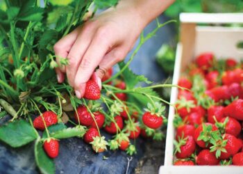 الزراعة العضوية