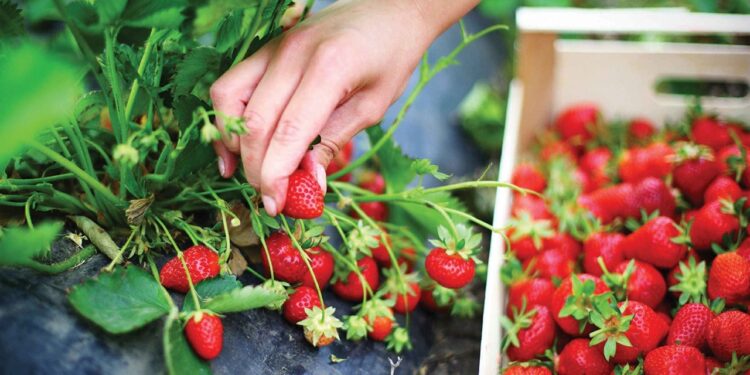 الزراعة العضوية.. أهداف واختصاصات "الضبطية القضائية" وملامح الخريطة التصديرية  1 الزراعة العضوية