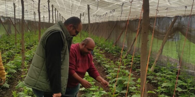 "الزراعة" تتابع زراعات الفراولة في القليوبية وتراخيص المشاتل والصوب بالمنوفية 1 الزراعة
