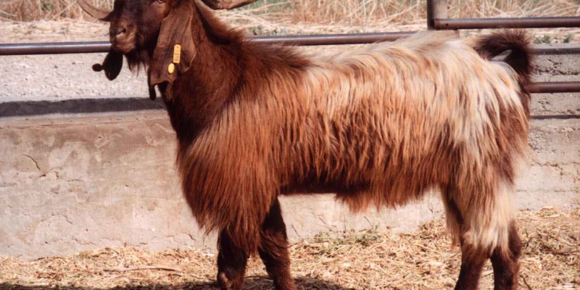 الماعز الدمشقي