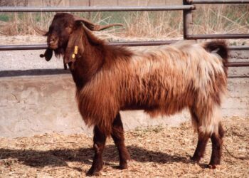 الماعز الدمشقي