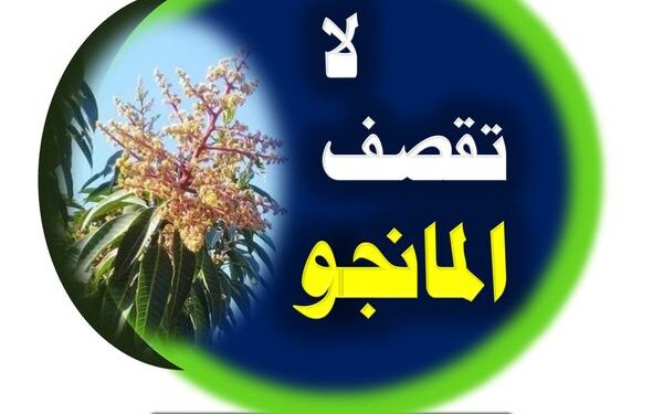 تقصيف شماريخ المانجو .. فهيم يوجه 3 توصيات هامة 1 تقصيف شماريخ المانجو