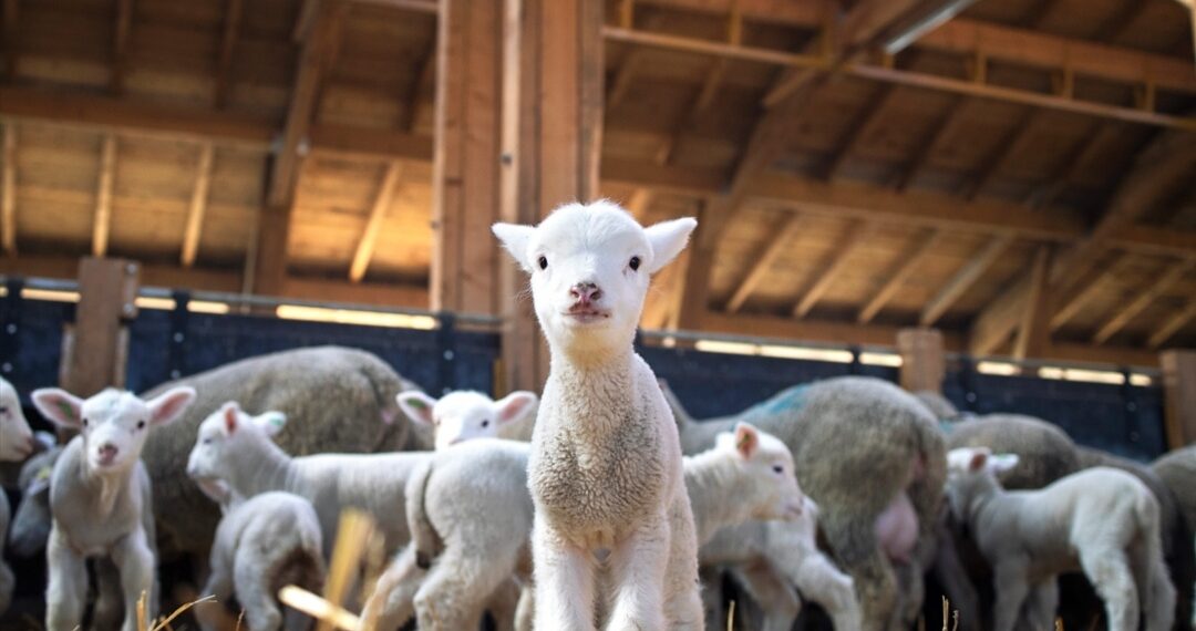 الأغنام والماعز