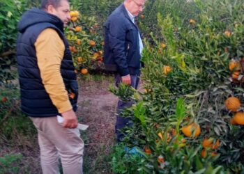 المحاصيل الشتوية