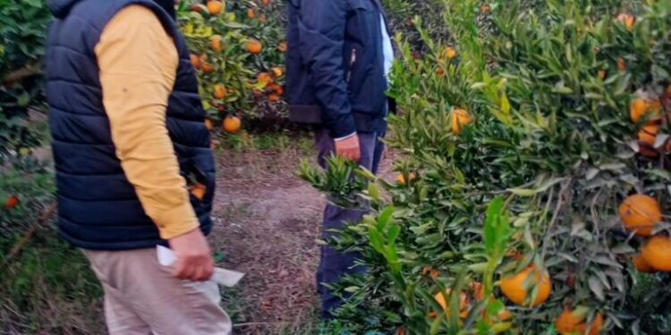 المحاصيل الشتوية