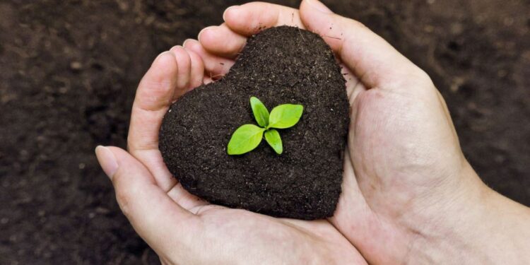 المخصبات الحيوية .. باحثة توضح فوائدها في تغذية النبات 1 المخصبات الحيوية