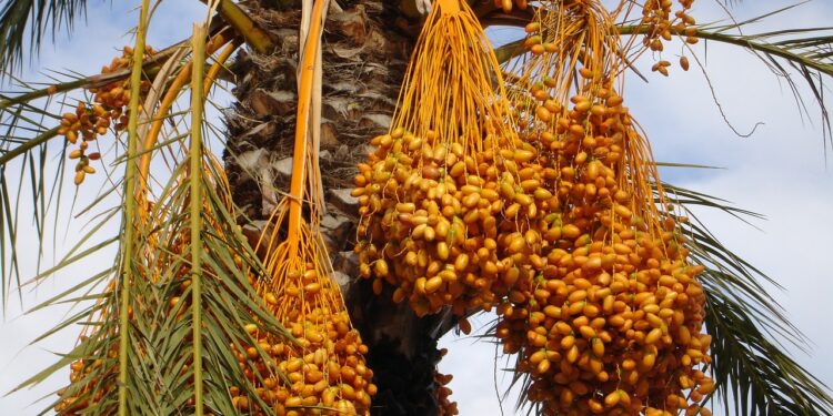 المعمل المركزي للنخيل.. جهود متواصلة للارتقاء بمستوى وإنتاجية "البلح" 1 المعمل المركزي