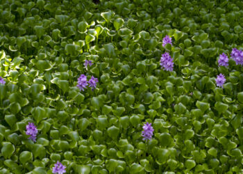 المكافحة البيولوجية لورد النيل