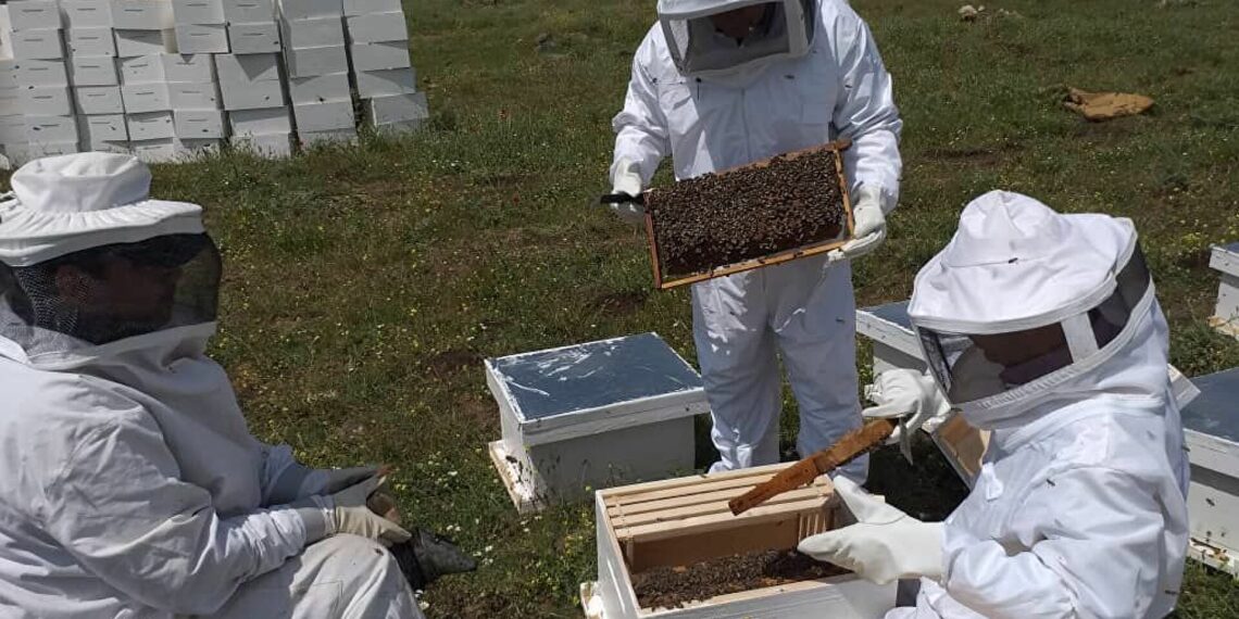 النحالة المصرية.. أسباب التفوق والريادة وأبرز 4 تحديات 1 النحالة