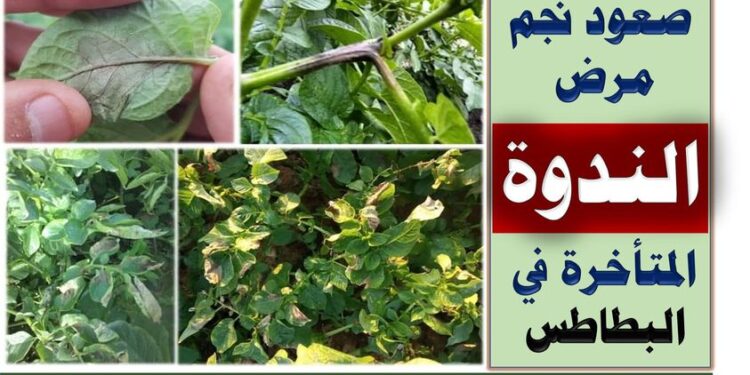 اللفحة المتأخرة في البطاطس .. "فهيم": 3 شروط لانتشاره وهكذا يمكن مكافحته 1 اللفحة المتأخرة في البطاطس