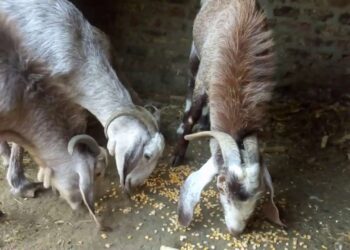 تربية الماعز