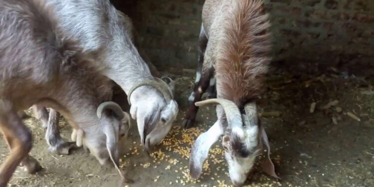 تربية الماعز.. اشتراطات نجاح المشروع وأبرز القواعد التسويقية 1 تربية الماعز