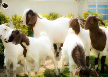 تربية الماعز