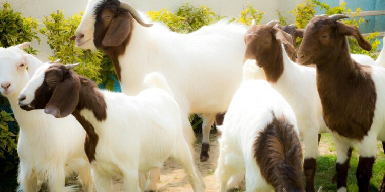 تربية الماعز.. أفضل السلالات ومتوسط الإنتاجية وأسباب تفوق "المحلي" على "المستورد" 1 تربية الماعز