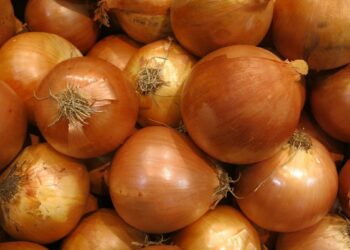 تسميد البصل