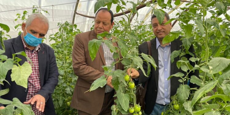 "الزراعة" تنظم يومي حقلي لتقييم "طماطم" البرنامج الوطني لإنتاج تقاوي الخضر 1 طماطم