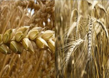 حشائش القمح