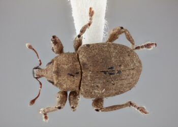 حشرات ورد النيل